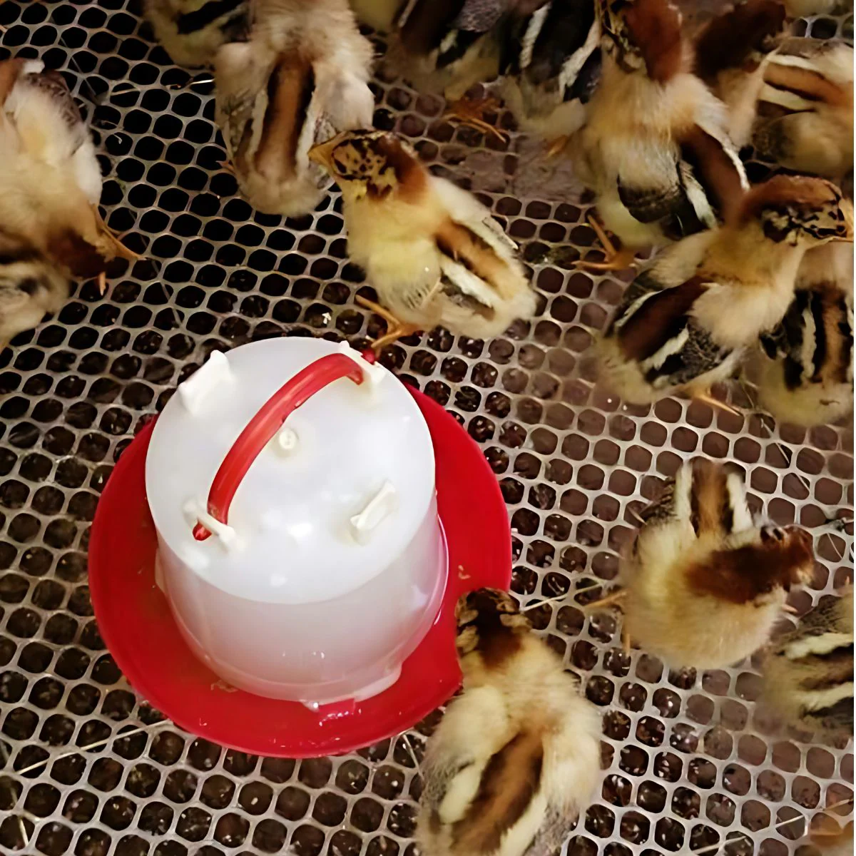 Bebedero Para Pollos Y Gallinas. Capacidad De 6 L. 29.5X27.5Cm. - Image 2