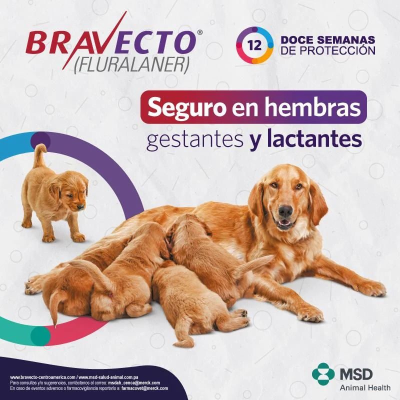 Bravecto De 112.5Mg Para Perros Muy Pequeños (2-4.5Kg) - Image 2