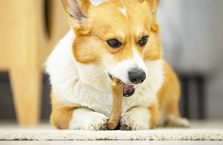 Juguete Con Madera Real Masticable Para Mascotas M - Image 6