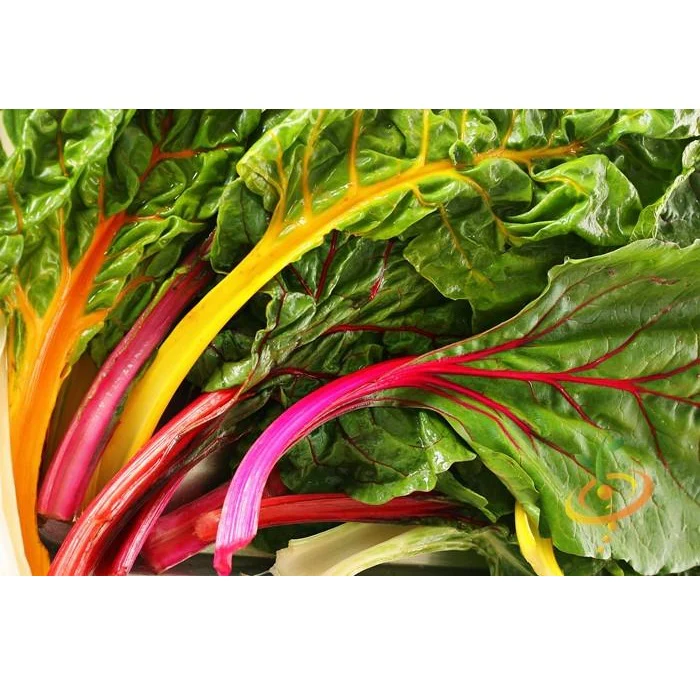Semillas De Acelga Arcoíris Suiza (100% Heirloom/No Híbrido/No GMO). 25 Semillas Aproximadamente - Image 2