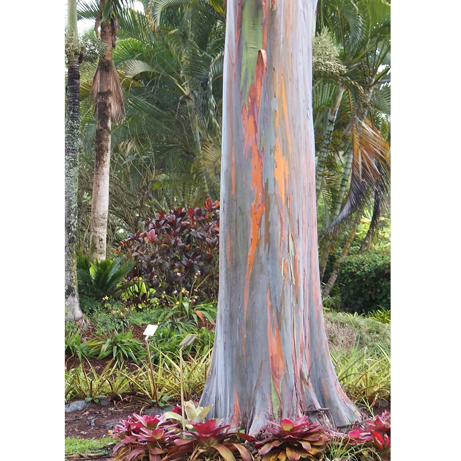 Semillas De Árbol Arcoíris De Eucalipto - Image 3