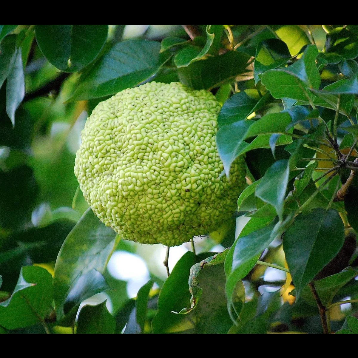 Semillas De Osage Orange - Image 5