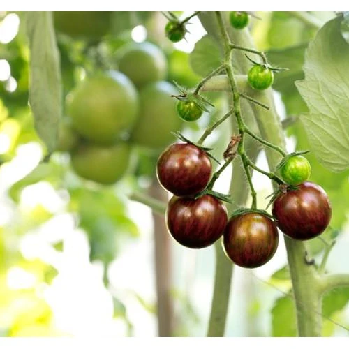 Semillas De Tomate Cherry Negro (100% Heirloom / No Híbrido / No GMO). 15 Semillas Aproximadamente. - Image 3
