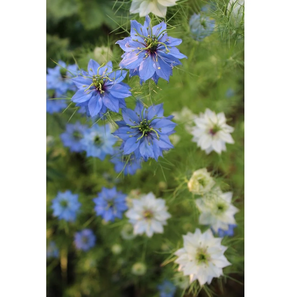 Semillas Surtidas De Flores Silvestres Azules - Image 3