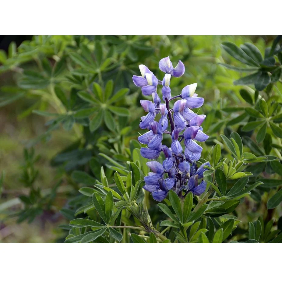 Semillas Surtidas De Flores Silvestres Azules - Image 5