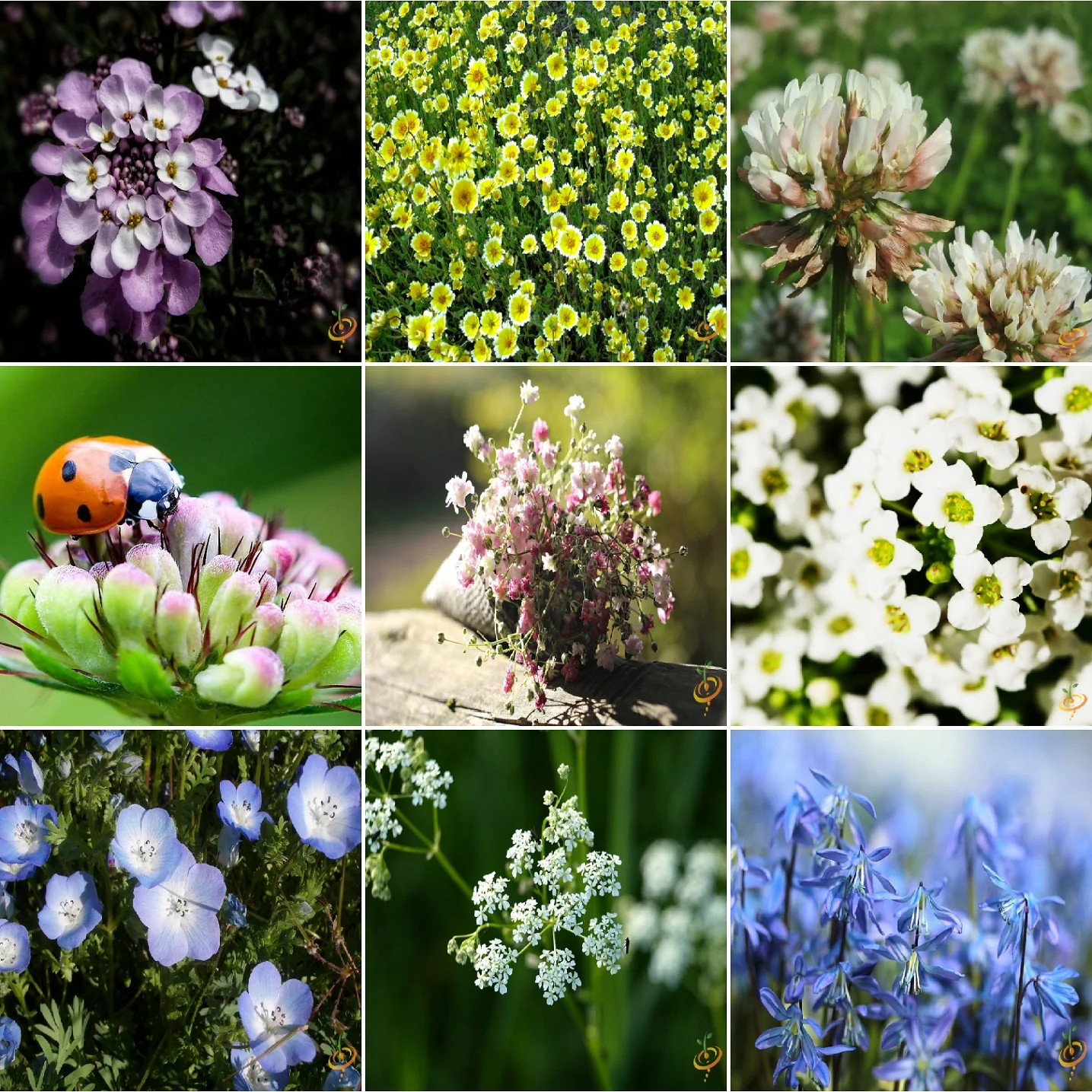 Semillas Surtidas De Flores Silvestres Para Atraer Insectos Beneficiosos Que Se Alimentan De Plagas. - Image 3